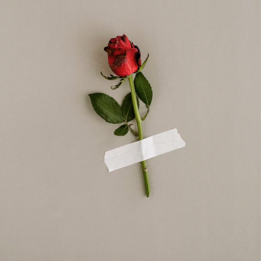 The Healing Power of Forgiveness: What It Is, What It’s Not, and How It Sets You Free
